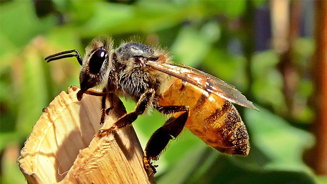 Fauna-Lebah-Madu-Menunjukkan-Arah-Lewat-Tarian